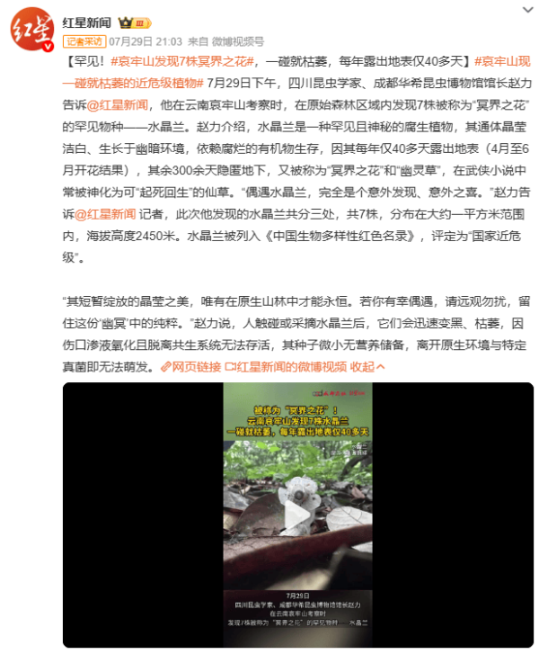 牛途网 哀牢山偶遇“冥界之花”水晶兰，神秘绽放40天，触碰即枯，美而脆弱